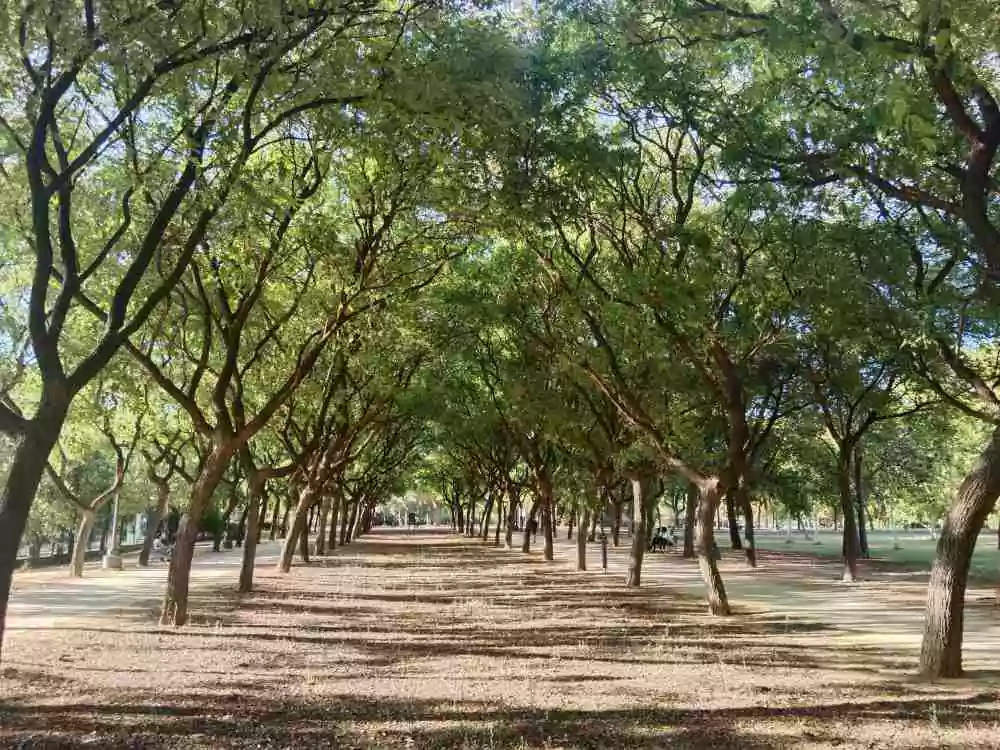 Parque rodeado de arboles