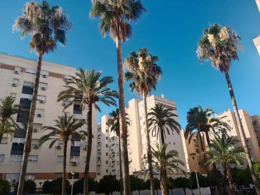 Edificios altos y palmeras en la Plaza de las Palmeras